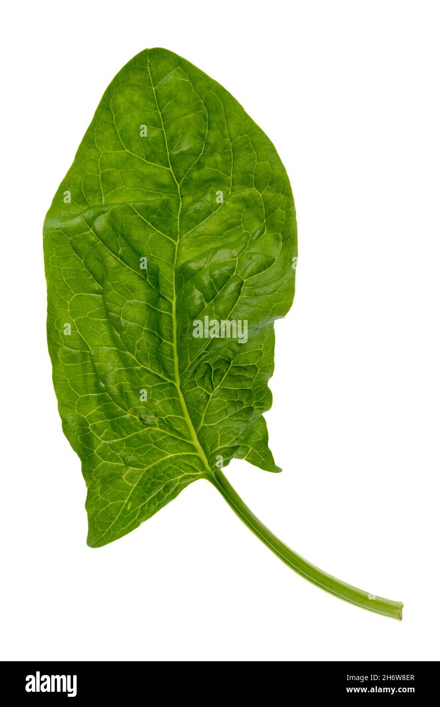 Foglia di spinaci verde isolata su sfondo bianco, vista dall'alto, piatto con tracciato di ritaglio, verticale Foto Stock
