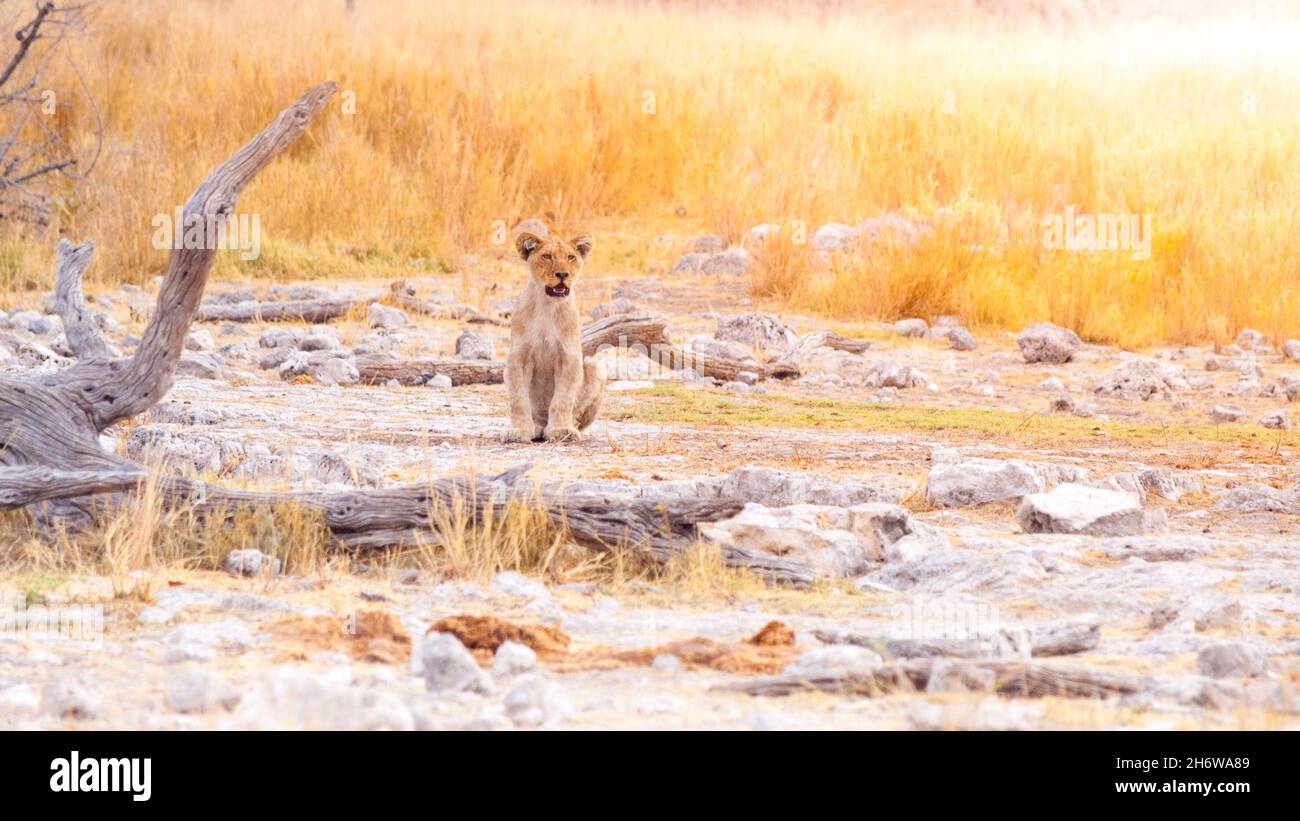 Cucciolo di leone in savana africana Foto Stock