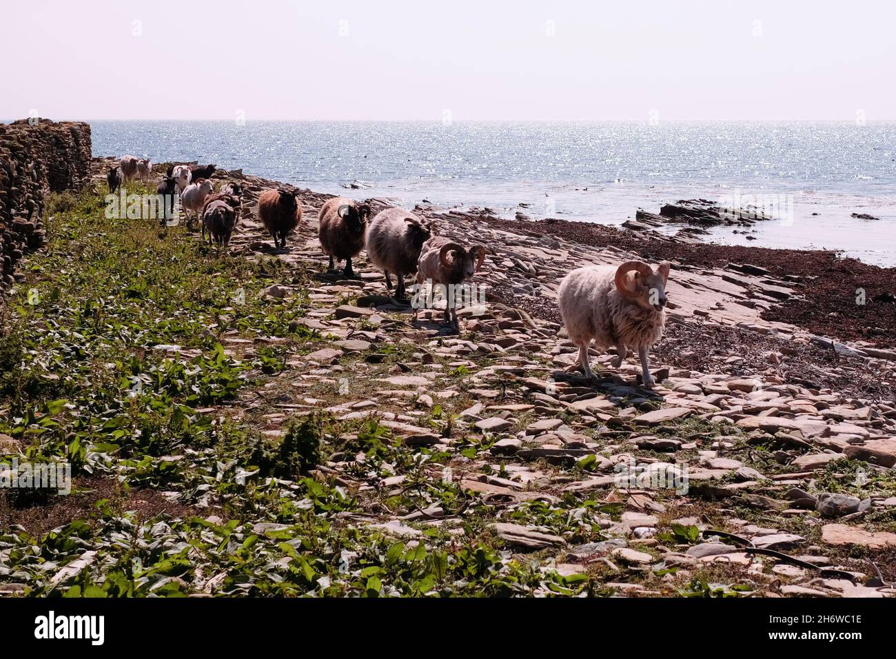 Pecore che mangiano alghe sulle spiagge di North Ronaldsay, Orkney, Scozia, dove hanno vissuto fin dai tempi preistorici Foto Stock