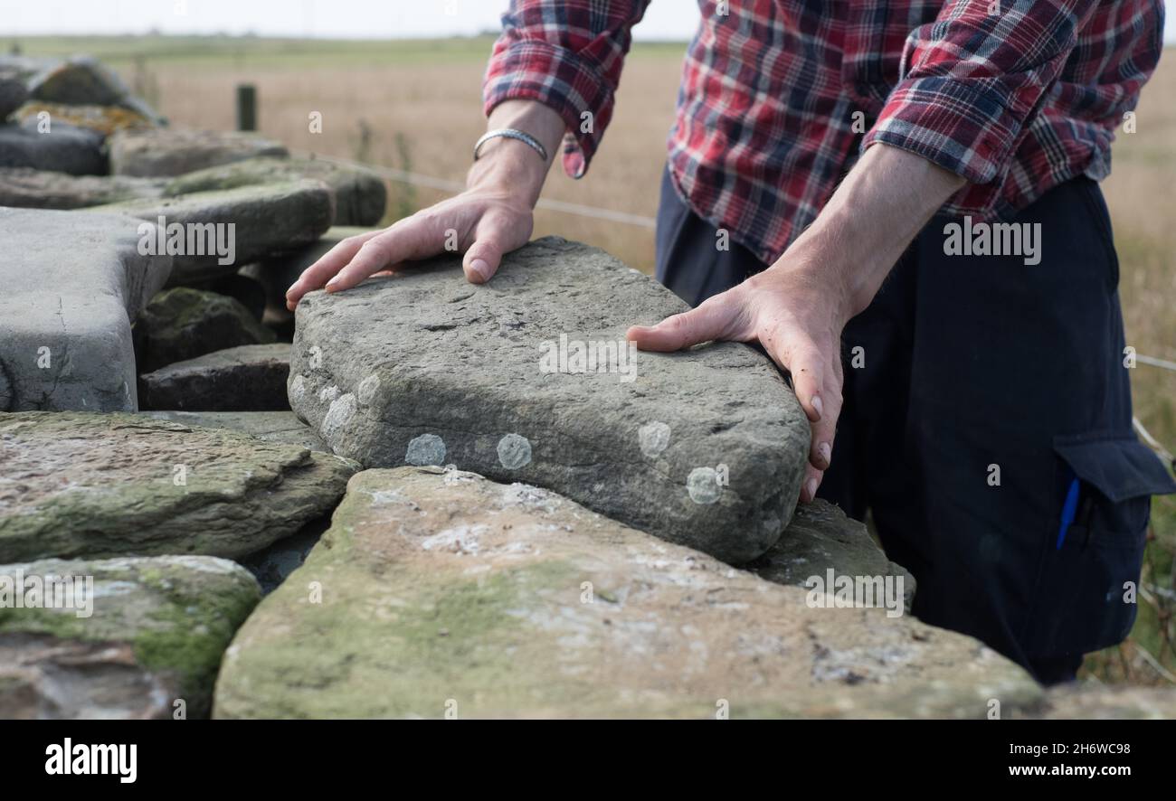 Riparare la diga di pecora di pietra sull'isola di North Ronaldsay, Orkney, Scozia Foto Stock