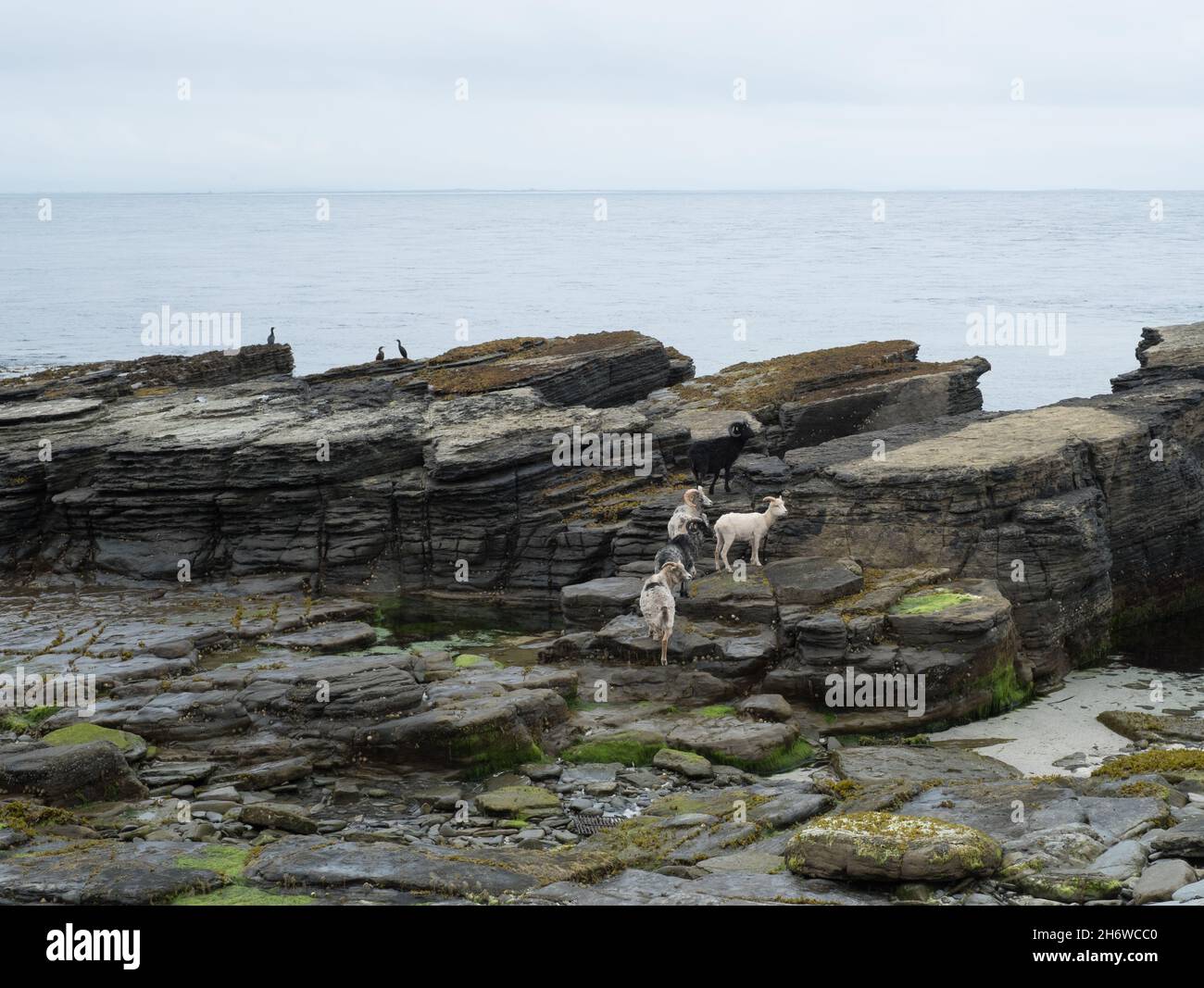 Pecore semi-ferali che mangiano alghe sulle rocce di granito a sud dell'isola di North Ronaldsay, Orkney, Scozia Foto Stock