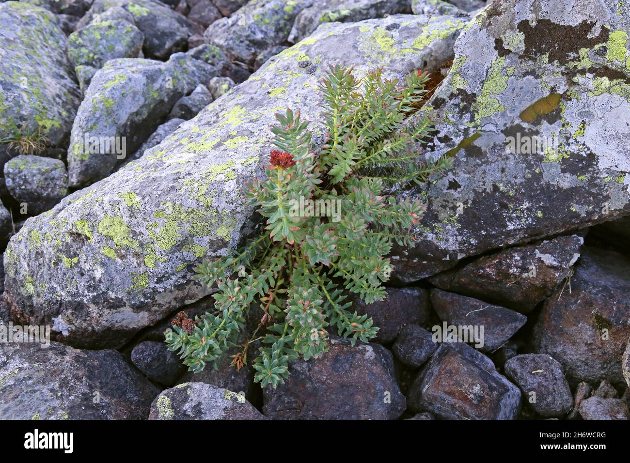 Rosea di rhodiola, radice di rosa, crassulaceae, pianta selvaggia sparata in estate. Foto Stock