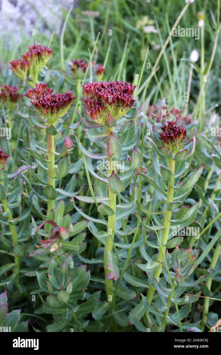 Rosea di rhodiola, radice di rosa, crassulaceae, pianta selvaggia sparata in estate. Foto Stock