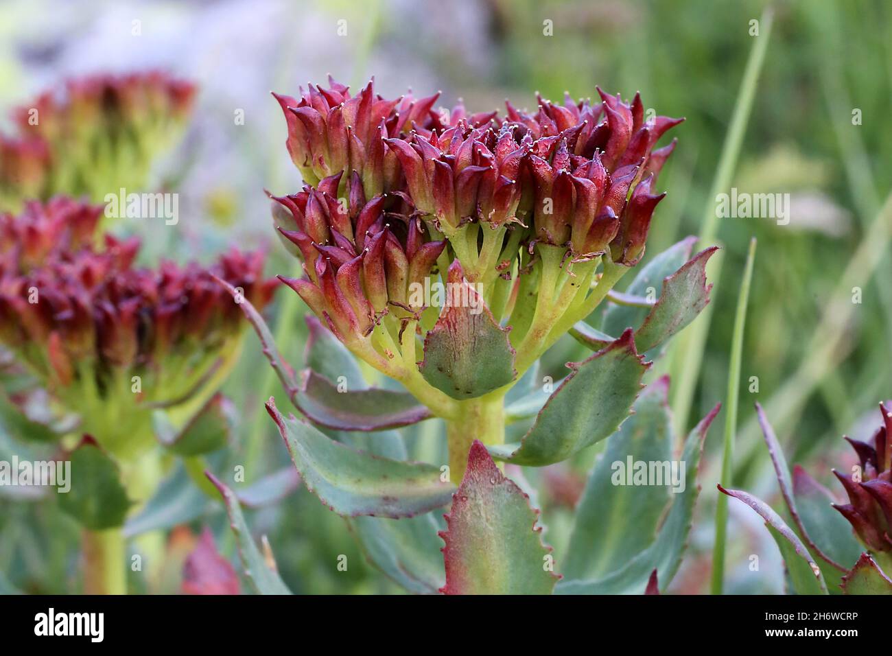 Rosea di rhodiola, radice di rosa, crassulaceae, pianta selvaggia sparata in estate. Foto Stock