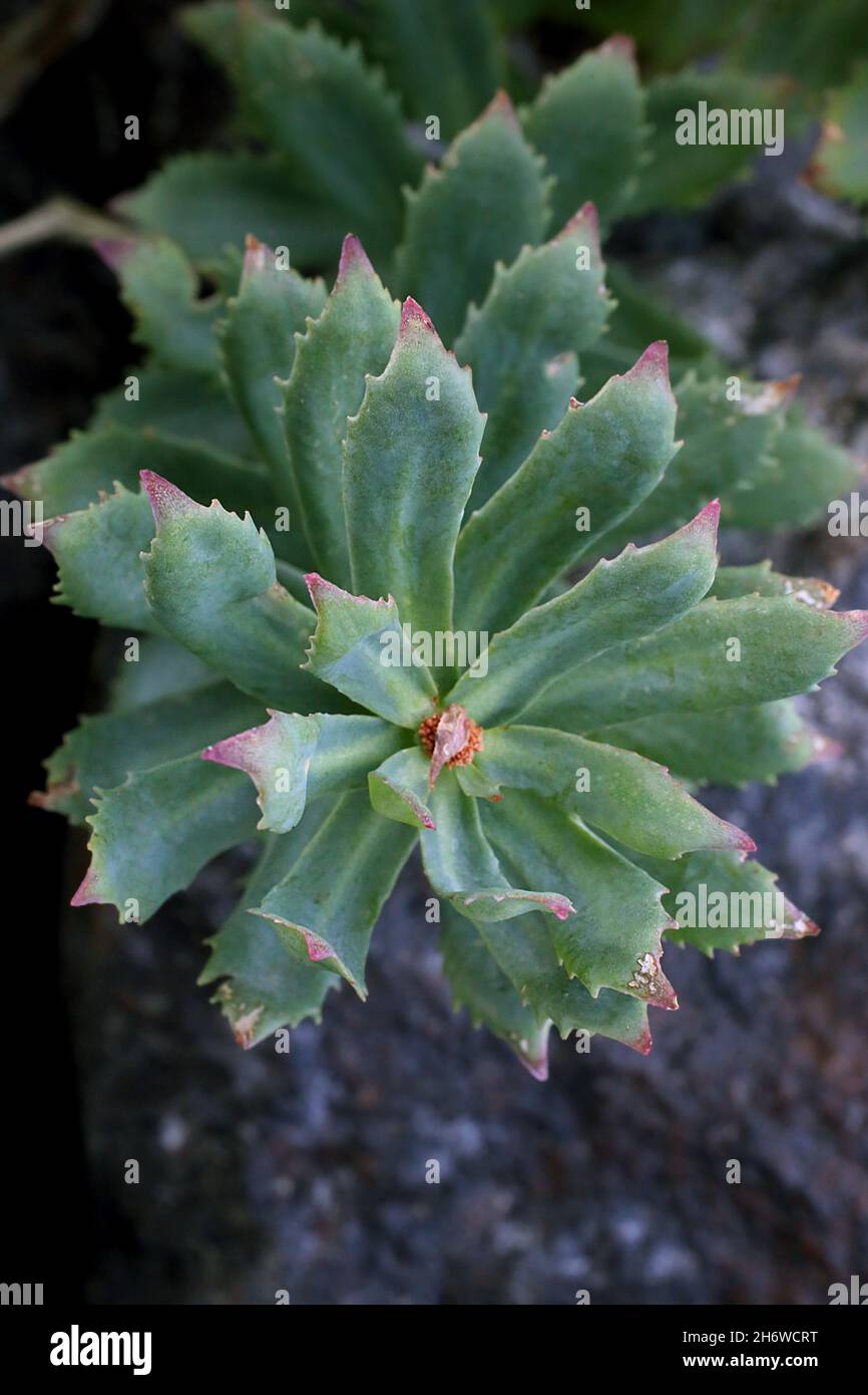 Rosea di rhodiola, radice di rosa, crassulaceae, pianta selvaggia sparata in estate. Foto Stock