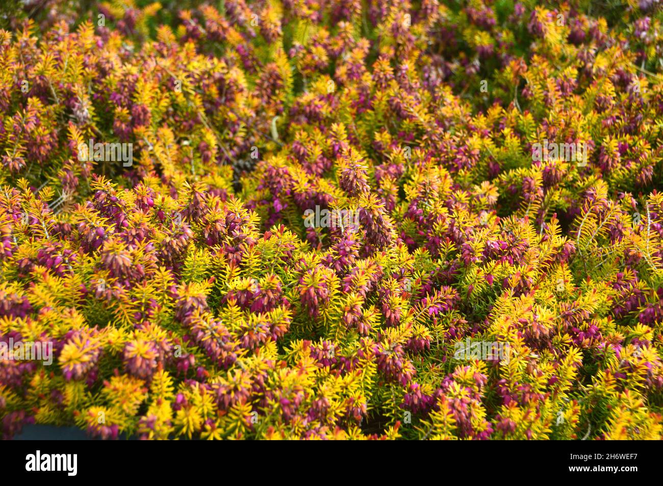 Erica carnea 'Pink Spangles' Heather cresciuto in un confine a RHS Garden Harlow Carr, Harrogate, Yorkshire. Inghilterra, Regno Unito. Foto Stock
