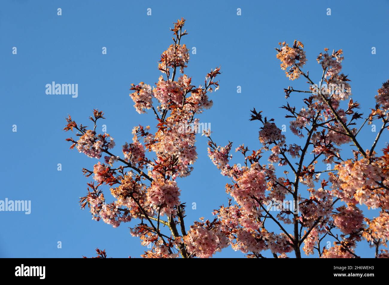 Rosa Prunus Sargentii (Sargent's Cherry) Fiori coltivati in un confine a RHS Garden Harlow Carr, Harrogate, Yorkshire. Inghilterra, Regno Unito. Foto Stock