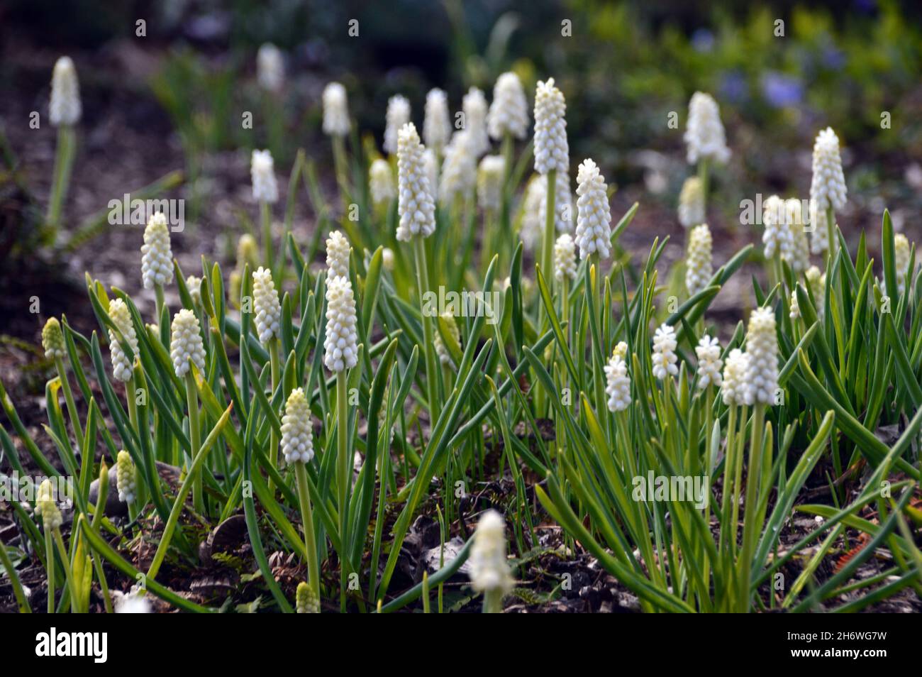 Uva bianca Hyacinth (Muscari Botryoides 'Album') Fiori coltivati in un confine a RHS Garden Harlow Carr, Harrogate, Yorkshire, Inghilterra, Regno Unito. Foto Stock