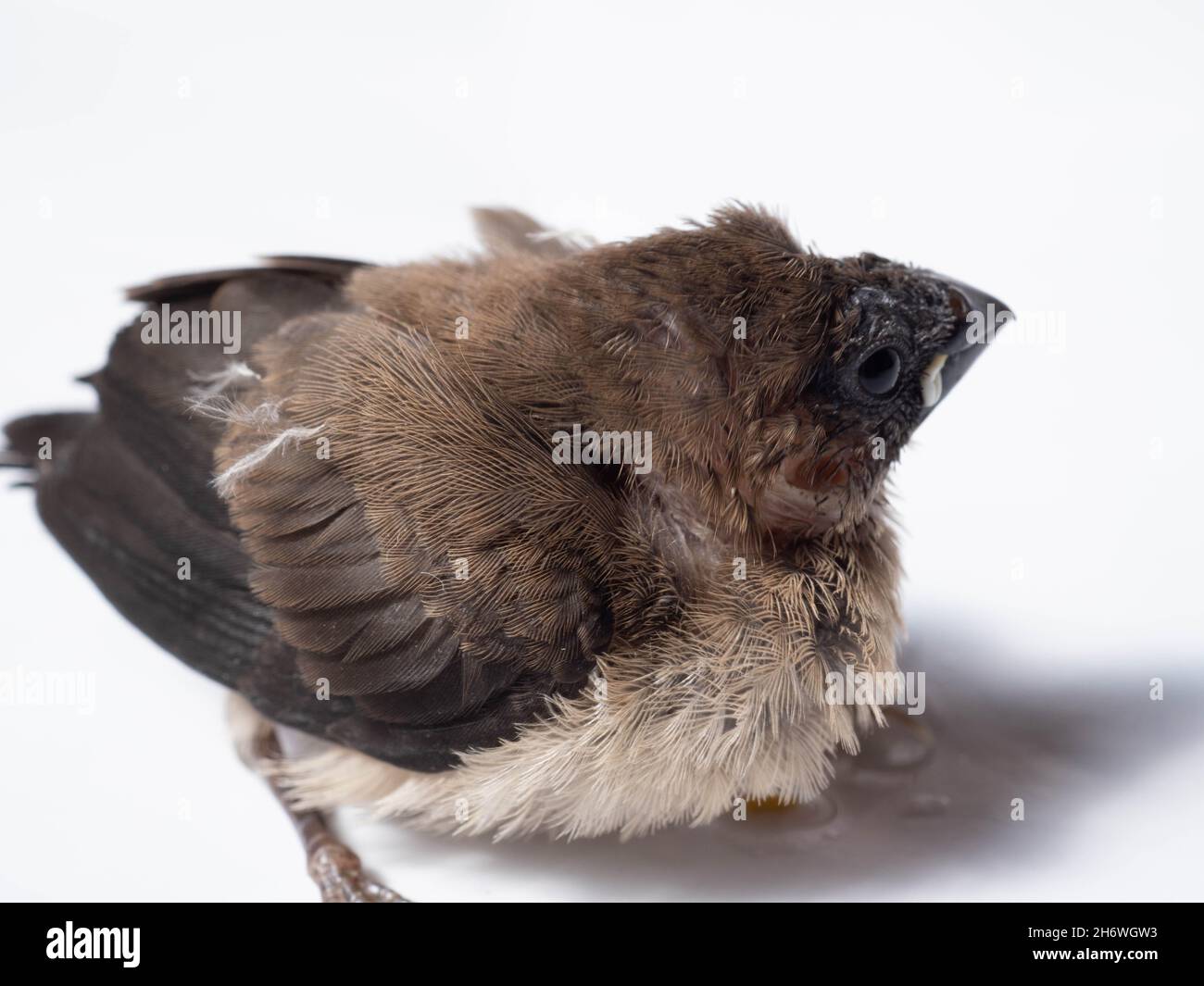 Il gavan munia (Lonchura leucogastroides) è una specie di pacciamolo di estrildidi appartenente al distretto di Sumatra, Giava, Bali e Lombok, Indonesia Foto Stock