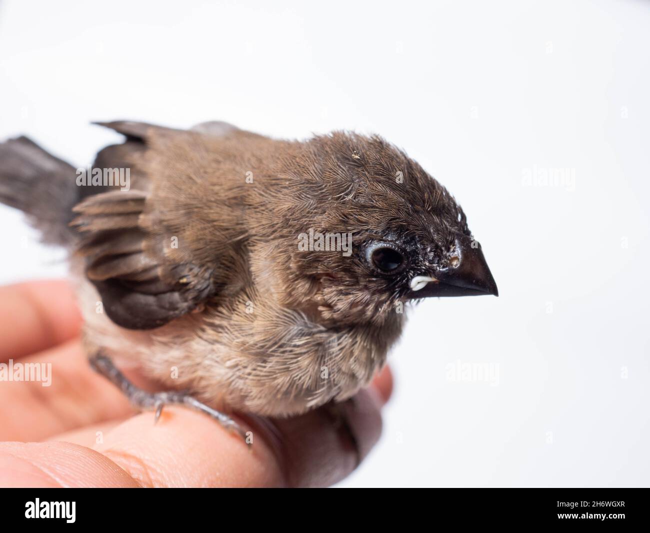 Il gavan munia (Lonchura leucogastroides) è una specie di pacciamolo di estrildidi appartenente al distretto di Sumatra, Giava, Bali e Lombok, Indonesia Foto Stock