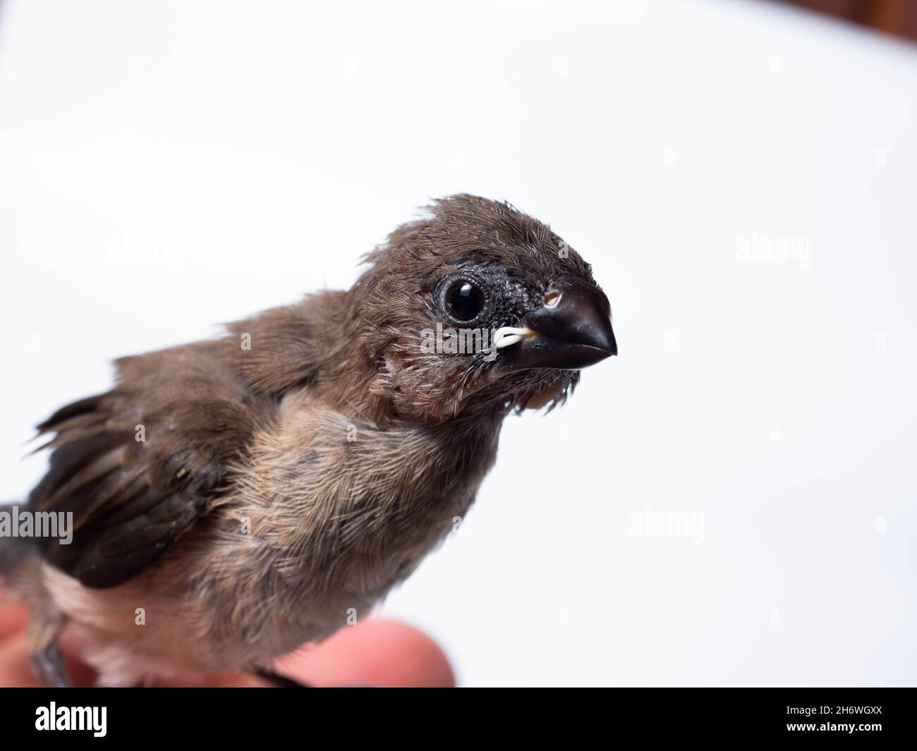 Il gavan munia (Lonchura leucogastroides) è una specie di pacciamolo di estrildidi appartenente al distretto di Sumatra, Giava, Bali e Lombok, Indonesia Foto Stock