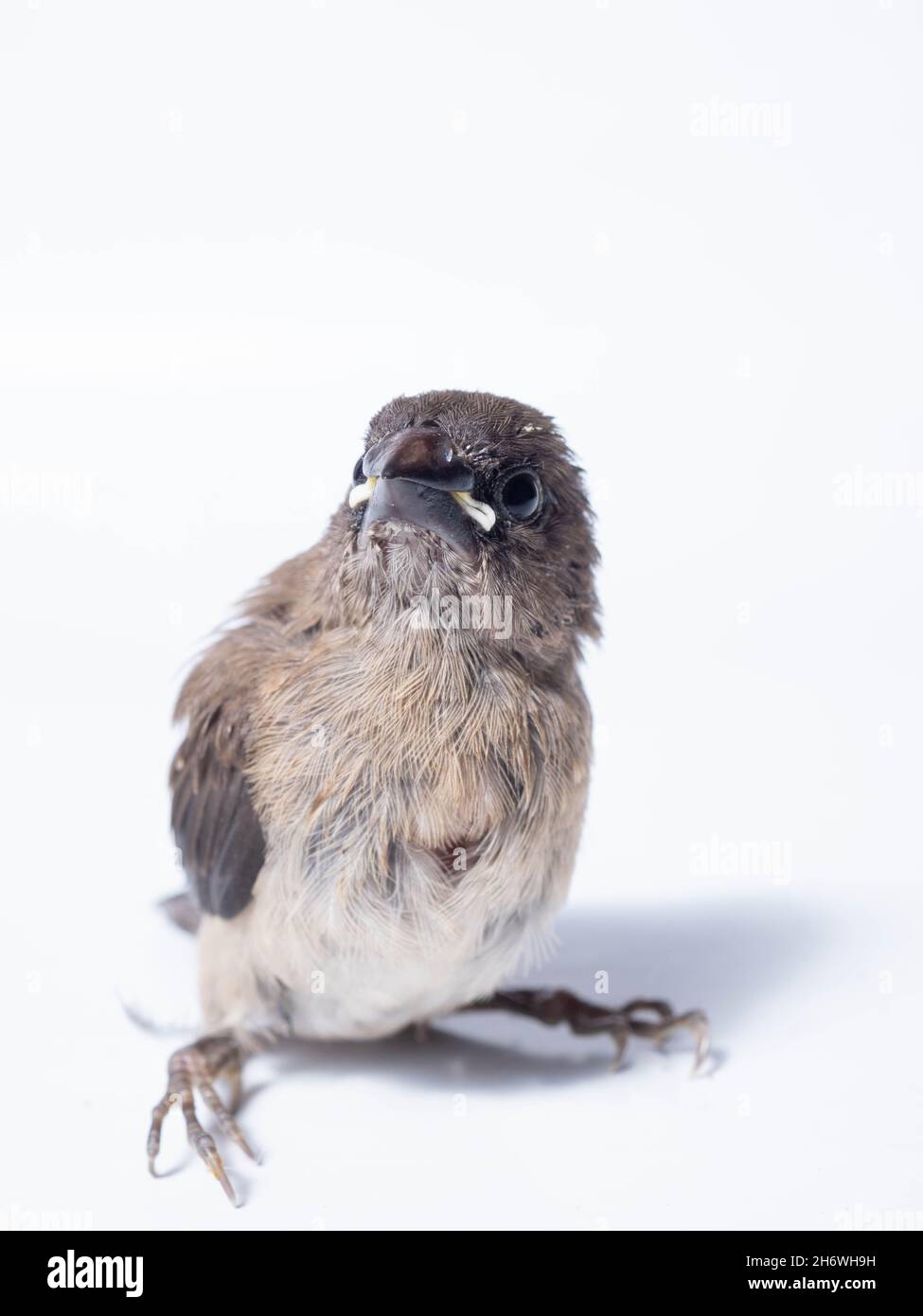 Il gavan munia (Lonchura leucogastroides) è una specie di pacciamolo di estrildidi appartenente al distretto di Sumatra, Giava, Bali e Lombok, Indonesia Foto Stock