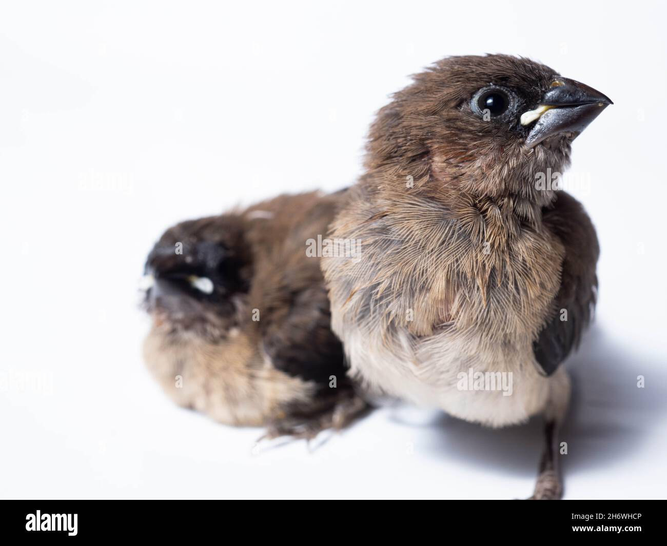 Il gavan munia (Lonchura leucogastroides) è una specie di pacciamolo di estrildidi appartenente al distretto di Sumatra, Giava, Bali e Lombok, Indonesia Foto Stock
