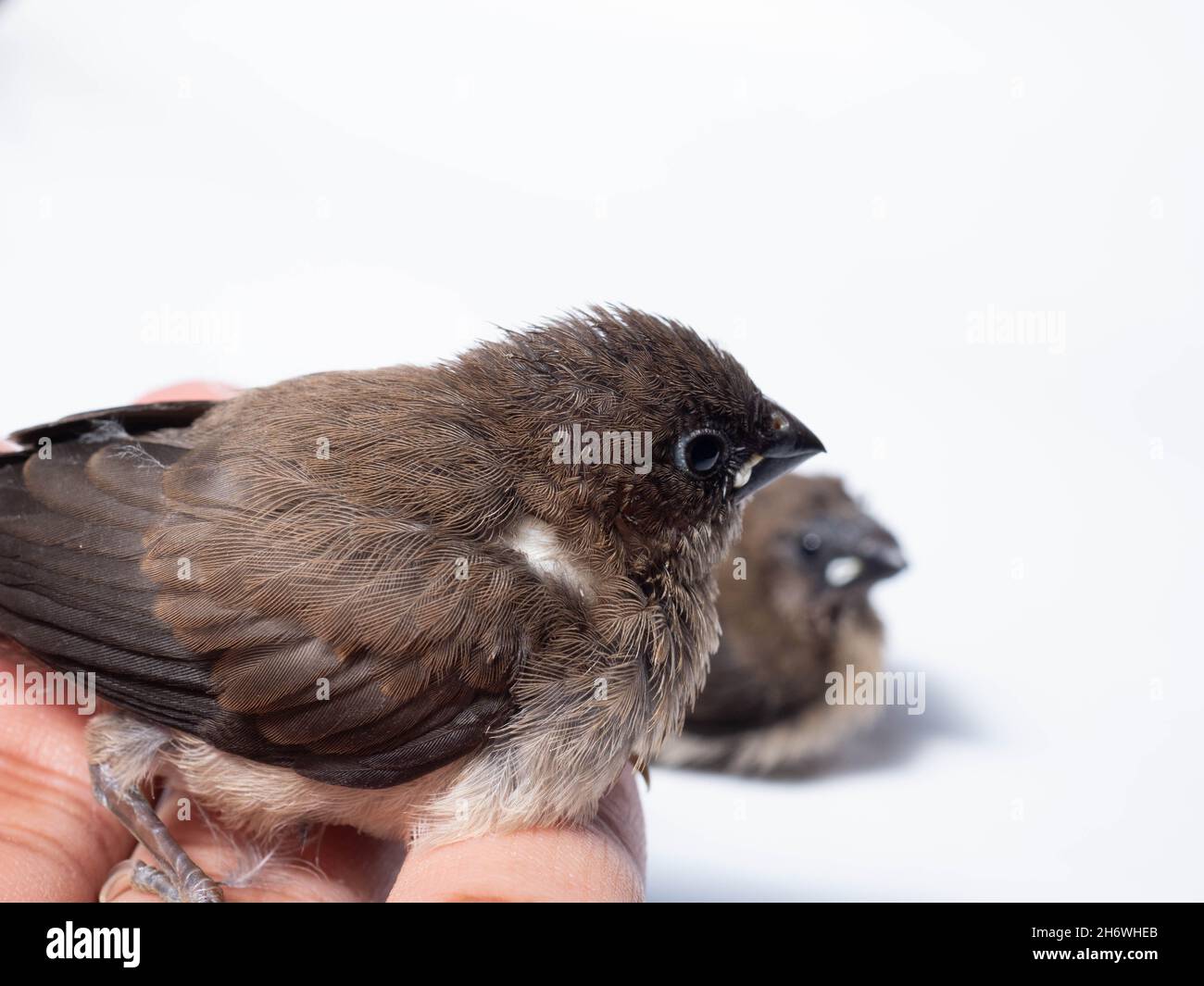 Il gavan munia (Lonchura leucogastroides) è una specie di pacciamolo di estrildidi appartenente al distretto di Sumatra, Giava, Bali e Lombok, Indonesia Foto Stock