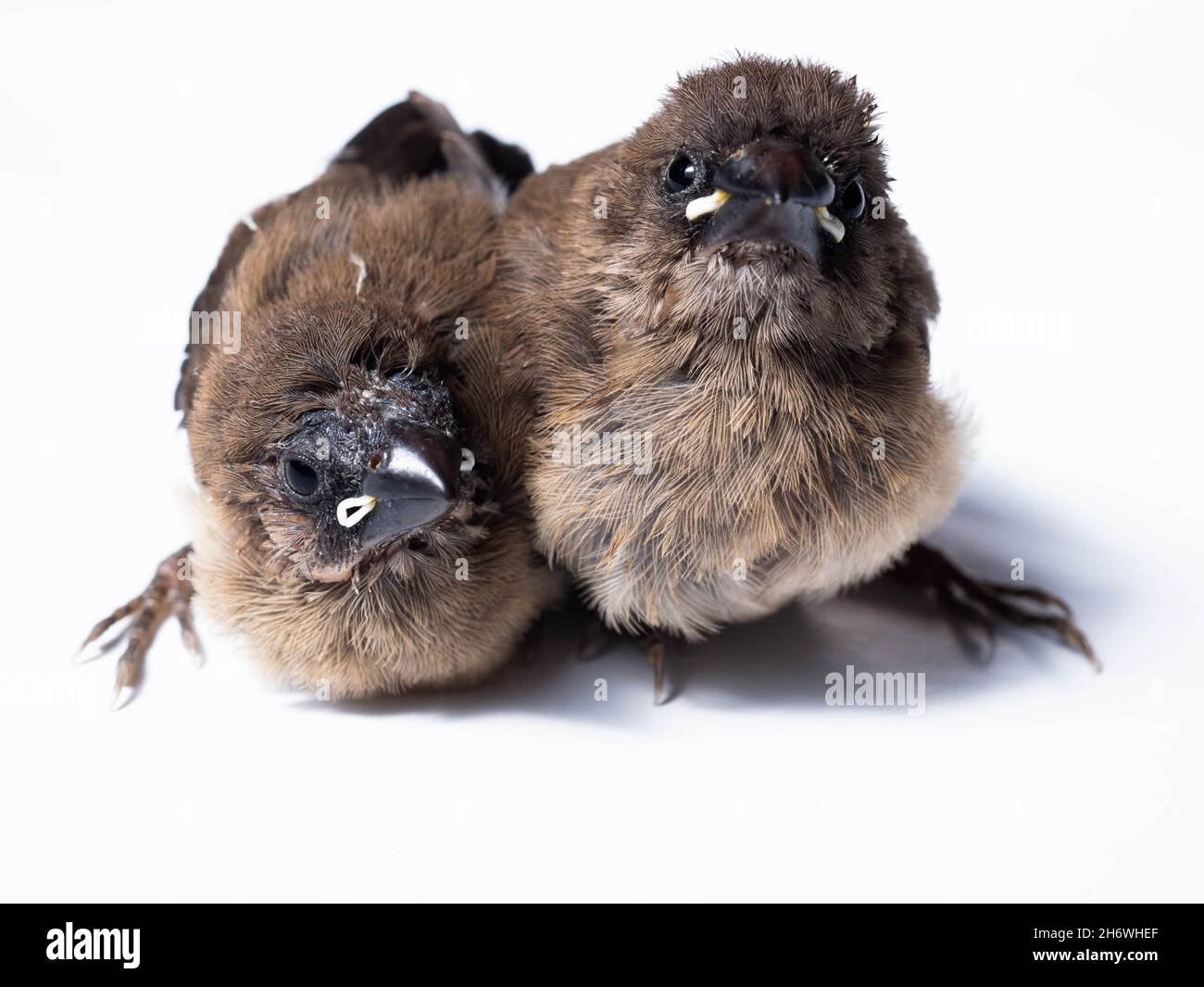 Il gavan munia (Lonchura leucogastroides) è una specie di pacciamolo di estrildidi appartenente al distretto di Sumatra, Giava, Bali e Lombok, Indonesia Foto Stock