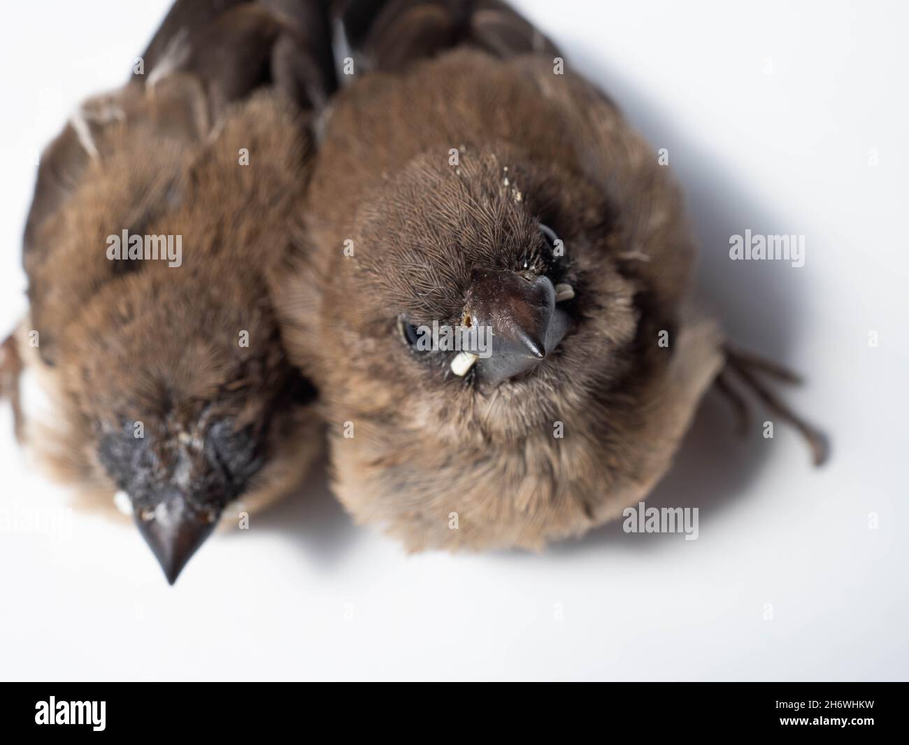 Il gavan munia (Lonchura leucogastroides) è una specie di pacciamolo di estrildidi appartenente al distretto di Sumatra, Giava, Bali e Lombok, Indonesia Foto Stock