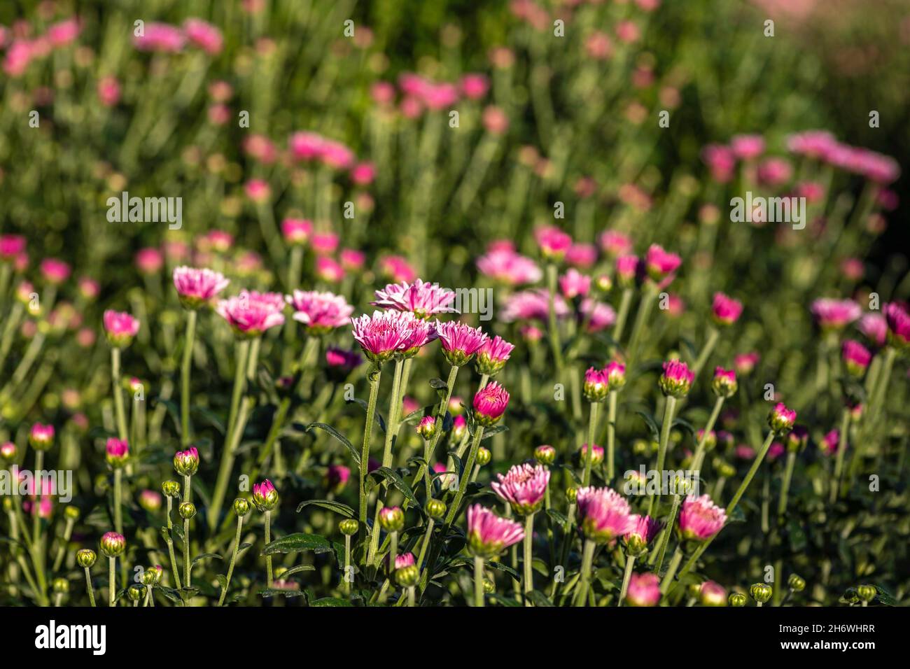 Germogli di fiori rosa di crisantemo coltivato closeup con gocce di rugiada . Messa a fuoco selettiva Foto Stock