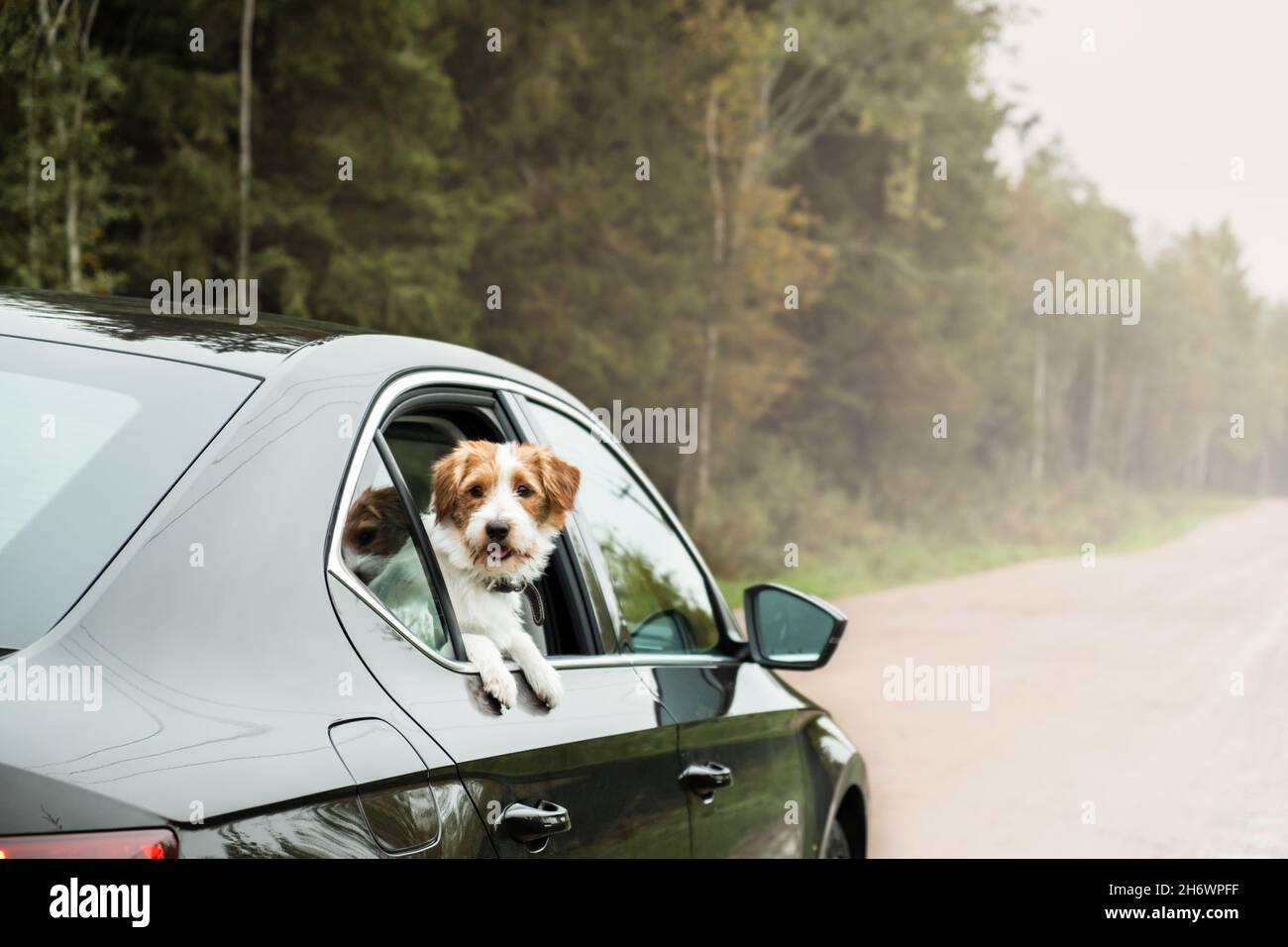 Viaggio con cani in auto. Jack Russell Terrier guardando fuori dalla finestra dell'auto. Concetto di viaggio per gli animali domestici. Foto Stock