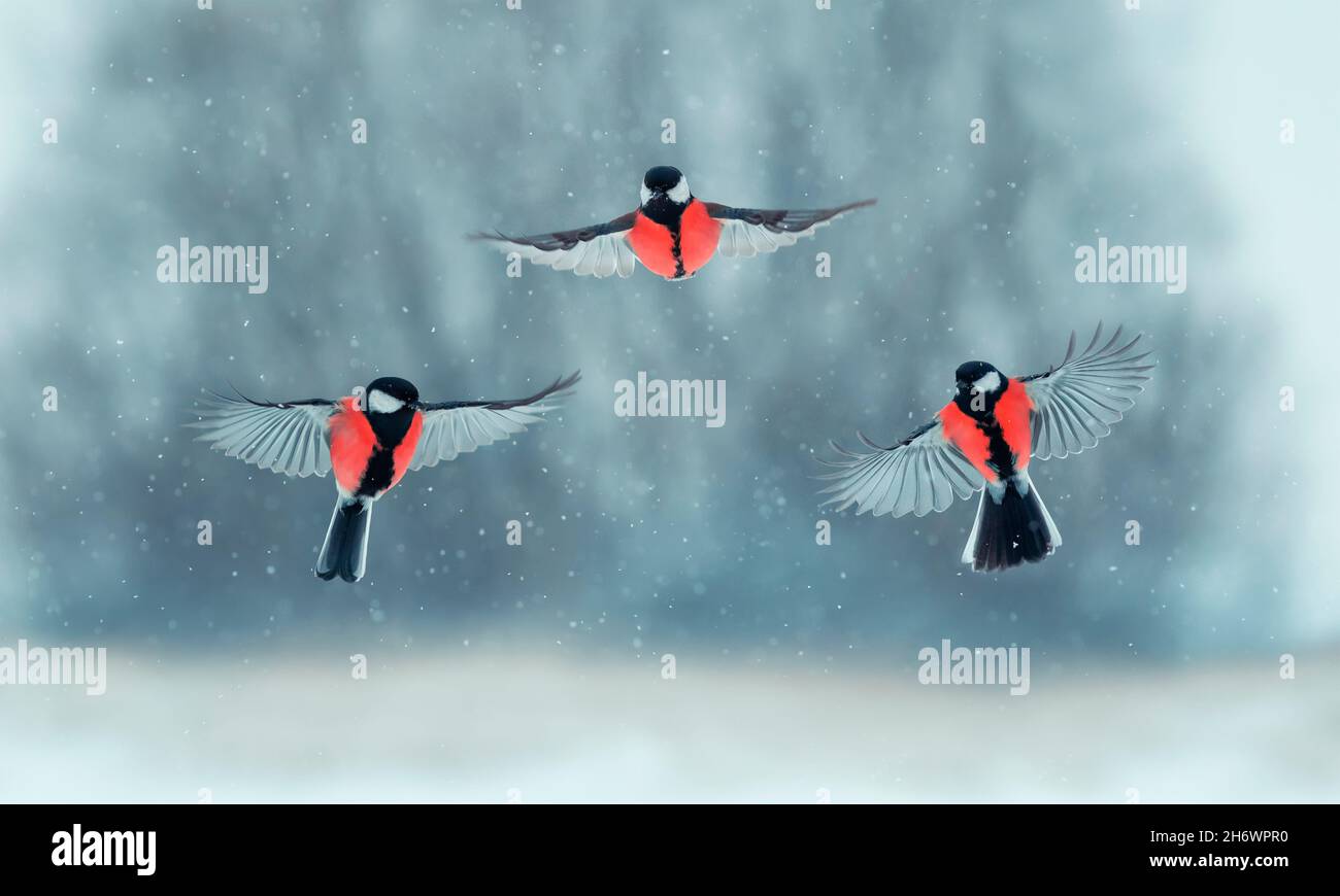 ritratto di tre uccelli con le campanelle rosse che ondeggiano in una foresta innevata d'inverno Foto Stock