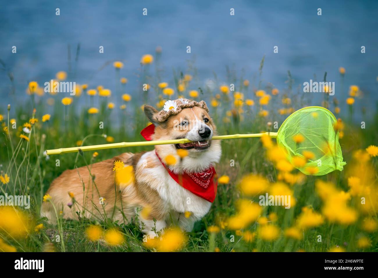 il cane corgi divertente siede su un prato estivo fiorente con una rete di farfalla nei suoi denti Foto Stock