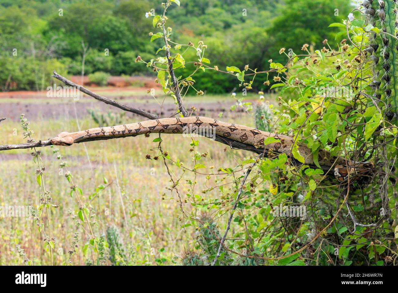 Boa costrictor che dorme su un ramo d'albero nella campagna di Oeiras, Piaui (Brasile nord-orientale) Foto Stock