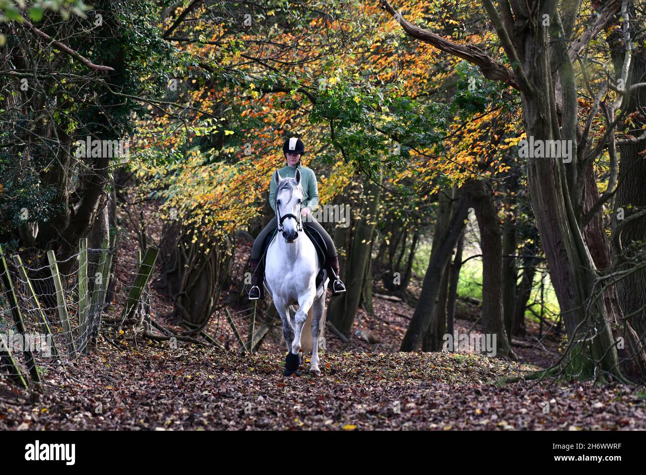 Ironbridge, Shropshire, Regno Unito 18 novembre 2021. Autunno glorioso! Un pilota solista su un cavallo bianco che corre attraverso il bosco vicino a Ironbridge nello Shropshire. Credit: David Bagnall/Alamy Live News. Cavallo andaluso bianco Foto Stock