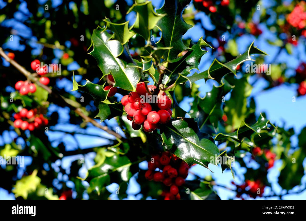 foglie di agrifoglio verde e bacche rosse, norfolk, inghilterra Foto Stock