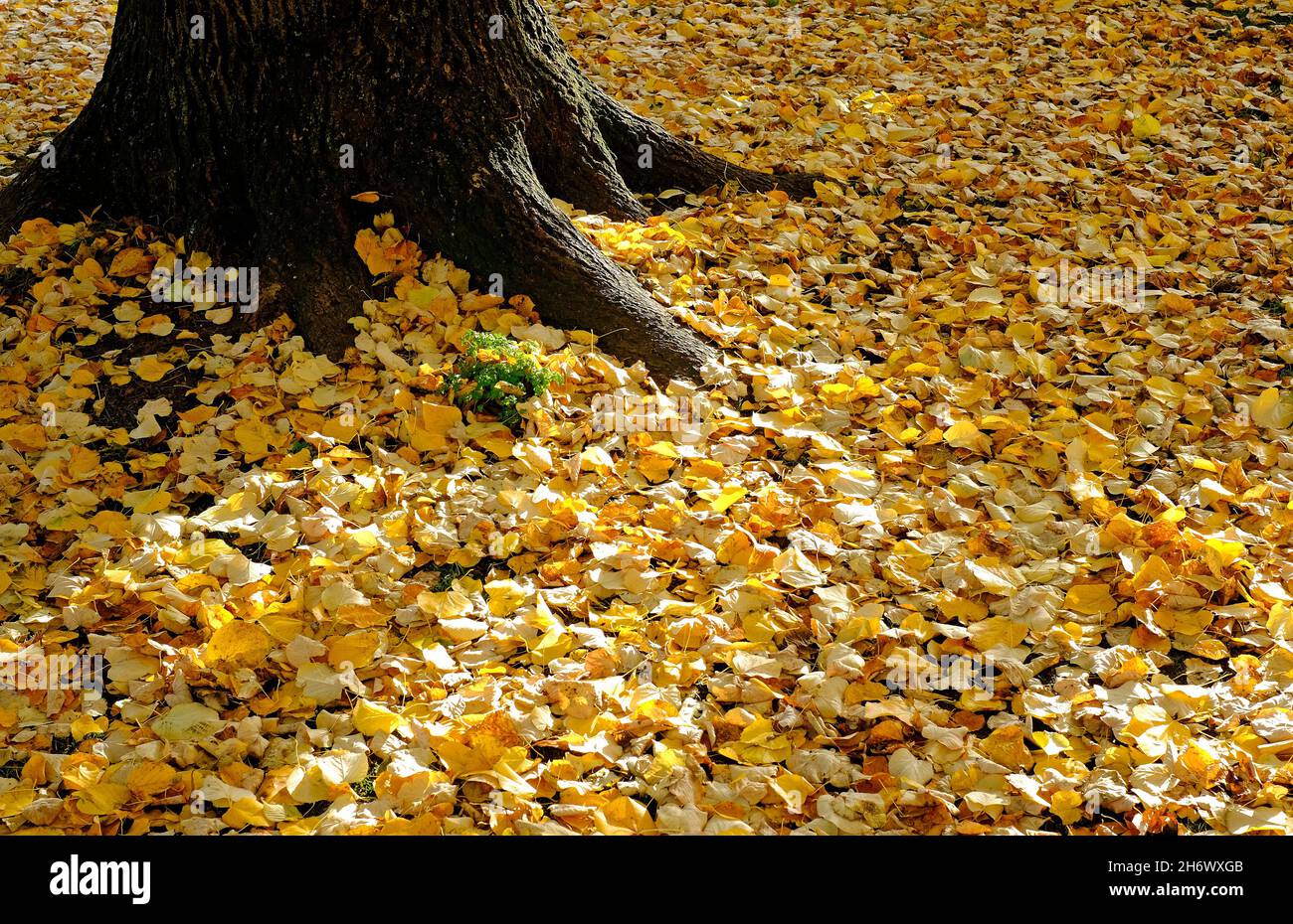 foglie di autunno giallo colorato e tronco di albero, norfolk, inghilterra Foto Stock