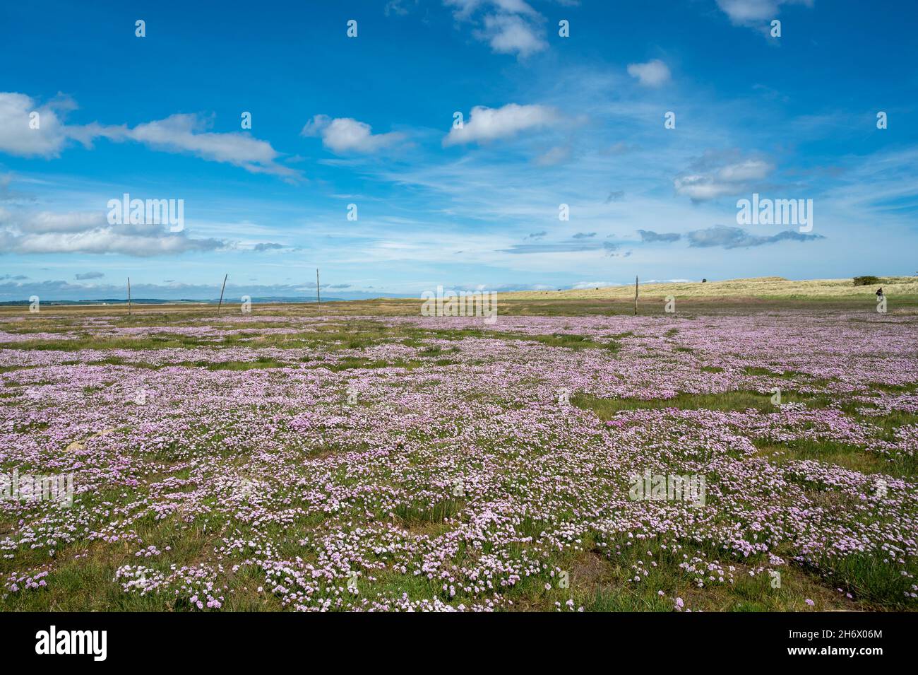 Paludine di rosa marino / armeria maritima, lungo il percorso di pellegrinaggio di San Cuthberts strada tra Lindisfarne, l'Isola Santa, e la terraferma. Foto Stock