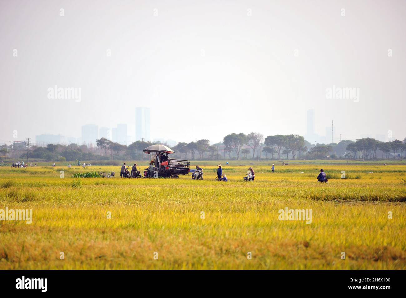 Raccolta di campi di riso, bellissimo paesaggio di campi di riso Foto Stock