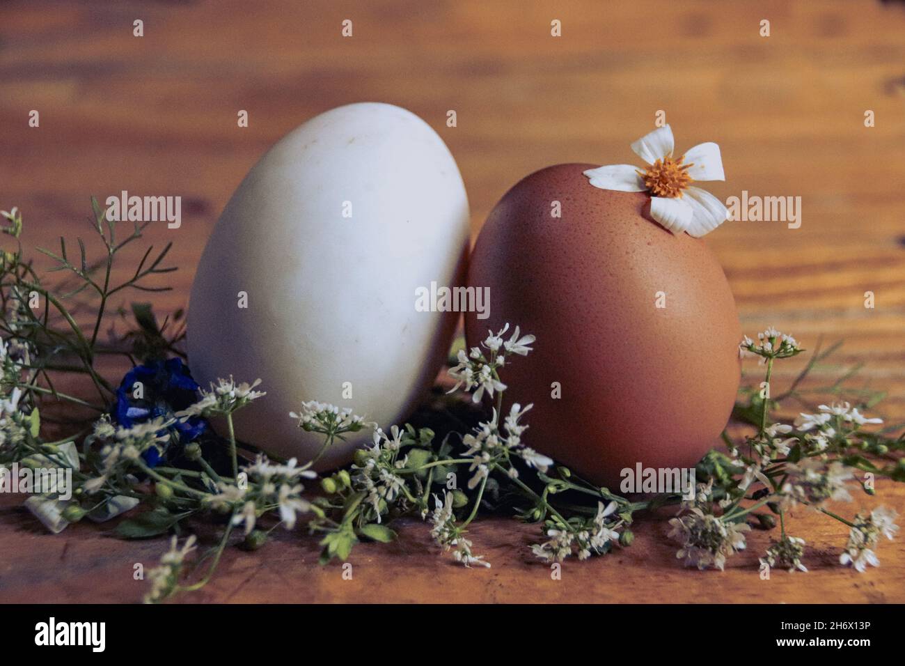 Primo piano di due uova di Pasqua in un nido di fiori bianchi dainty Foto Stock
