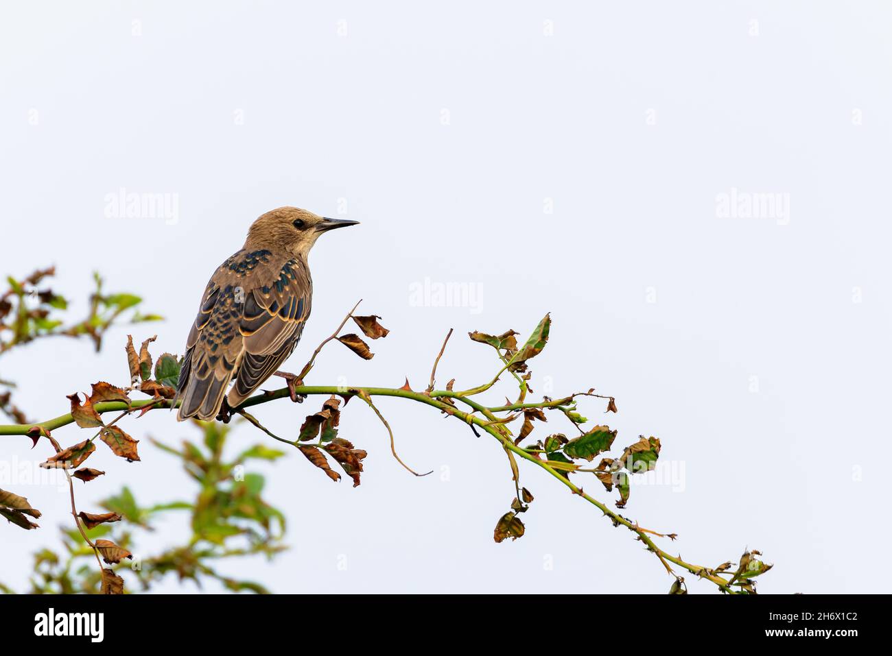 Starreda europea (Sturnus vulgaris) su Juist, Isole Frisone Orientali, Germania. Foto Stock