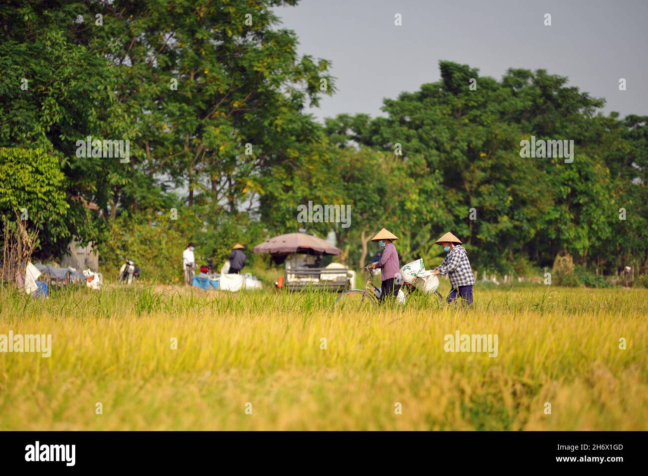 Raccolta di campi di riso, bellissimo paesaggio di campi di riso Foto Stock