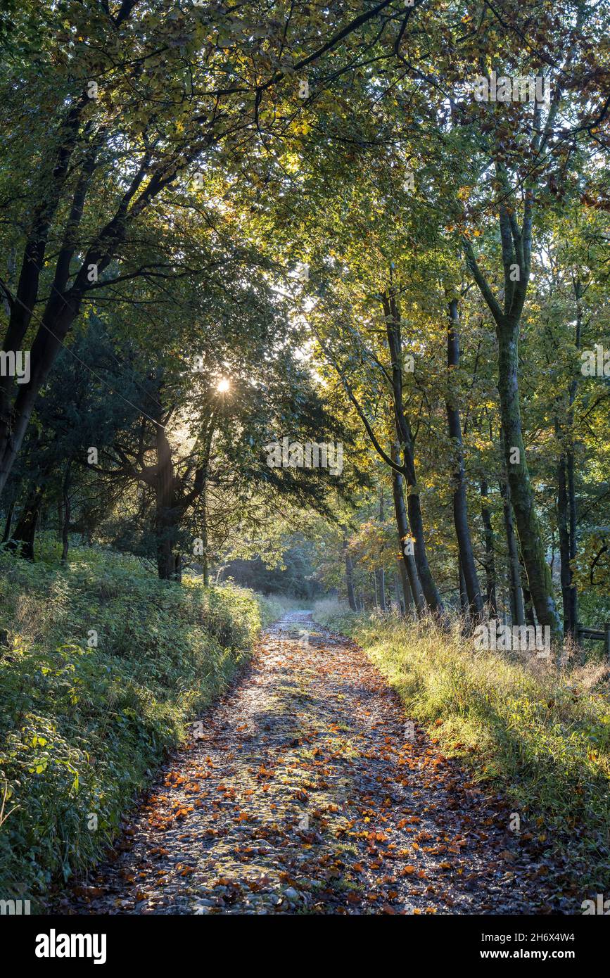 Pista forestale sulla Pennine Way, Malham Tarn, Yorkshire Dales, Regno Unito Foto Stock