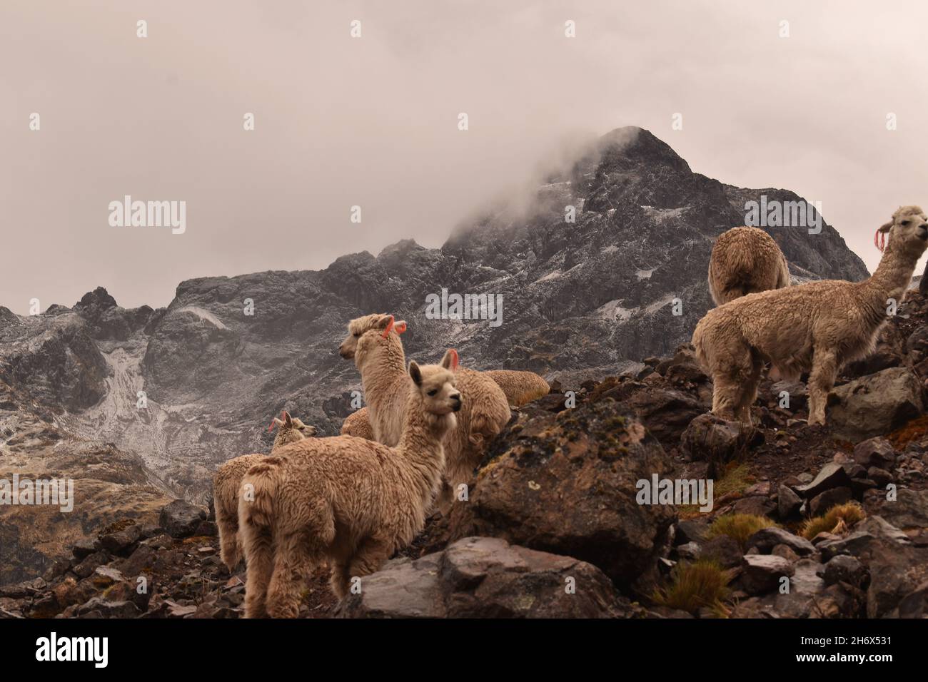 Gruppo di lama nelle Ande, sullo sfondo di montagne rocciose Foto Stock