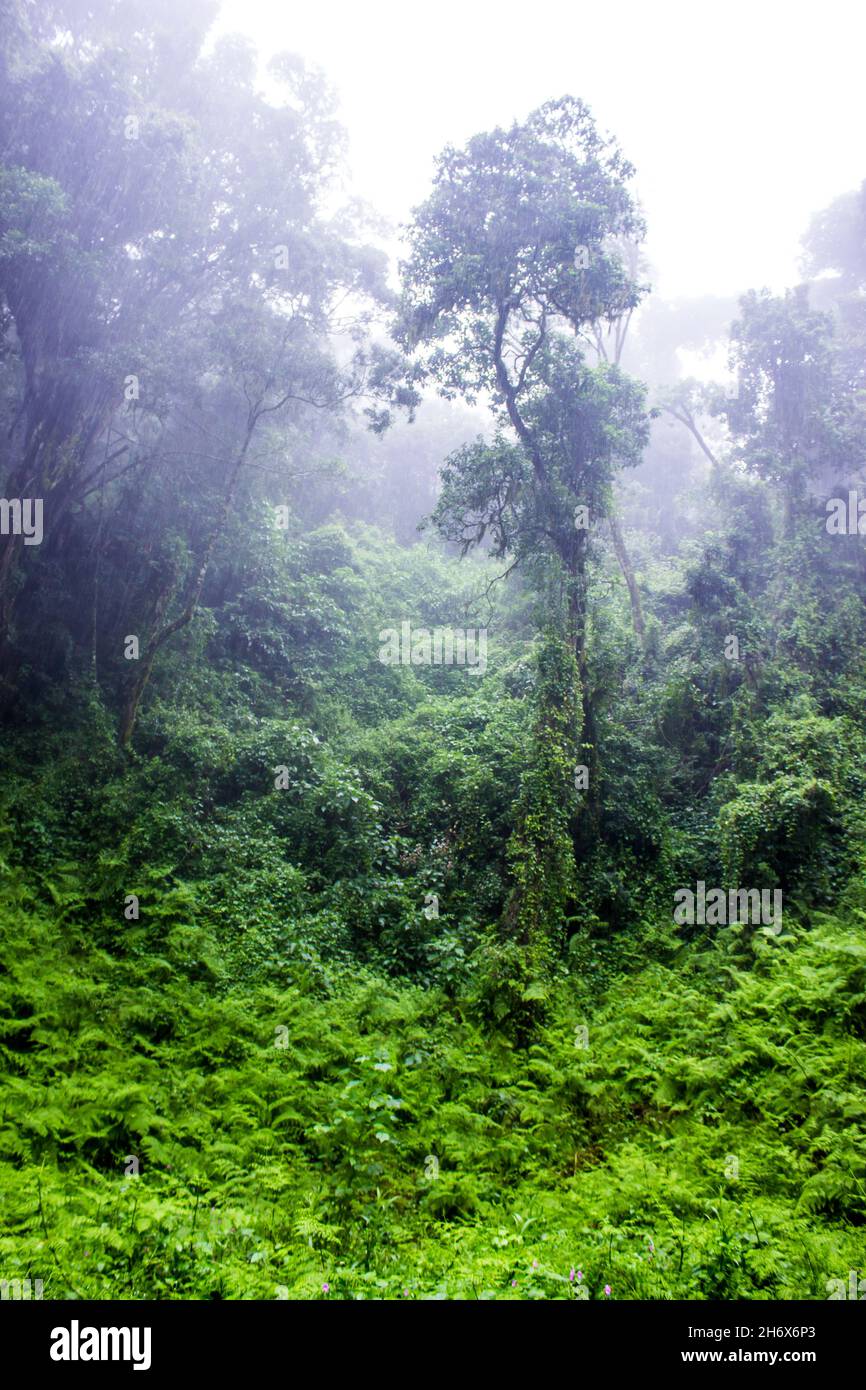 Un albero in una radura circondata da felci verdi e il resto della lussureggiante foresta pluviale, avvolta nella nebbia, a Magoebaskloof, Sudafrica Foto Stock