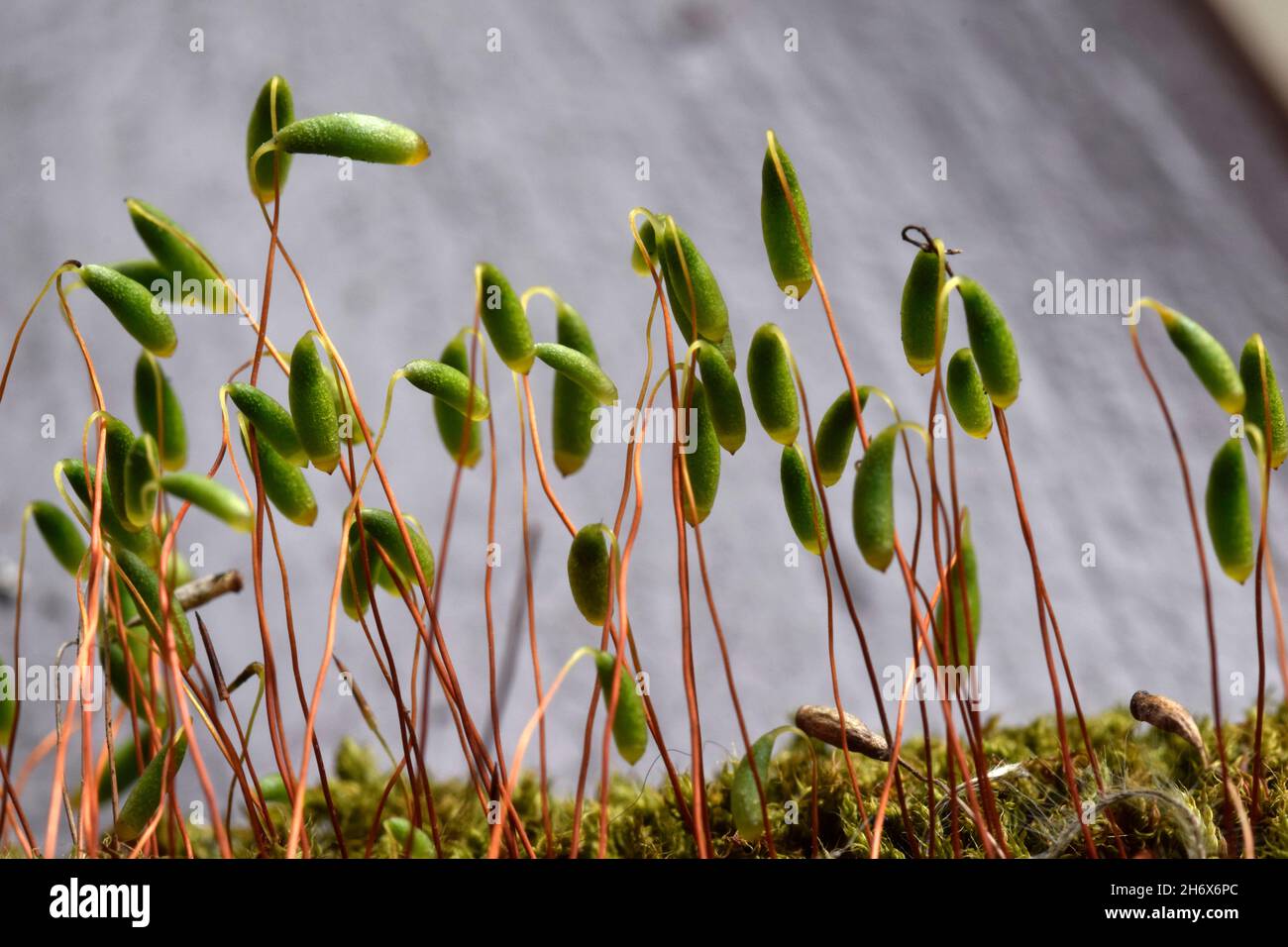 crescita della muschio di briofita Foto Stock