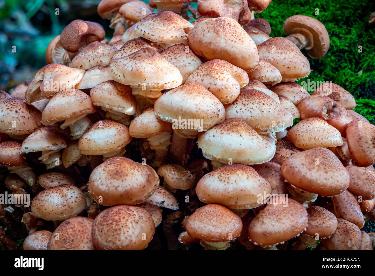 Fungo che cresce su un albero in un ambiente boscoso umido all'inizio dell'autunno. Foto Stock