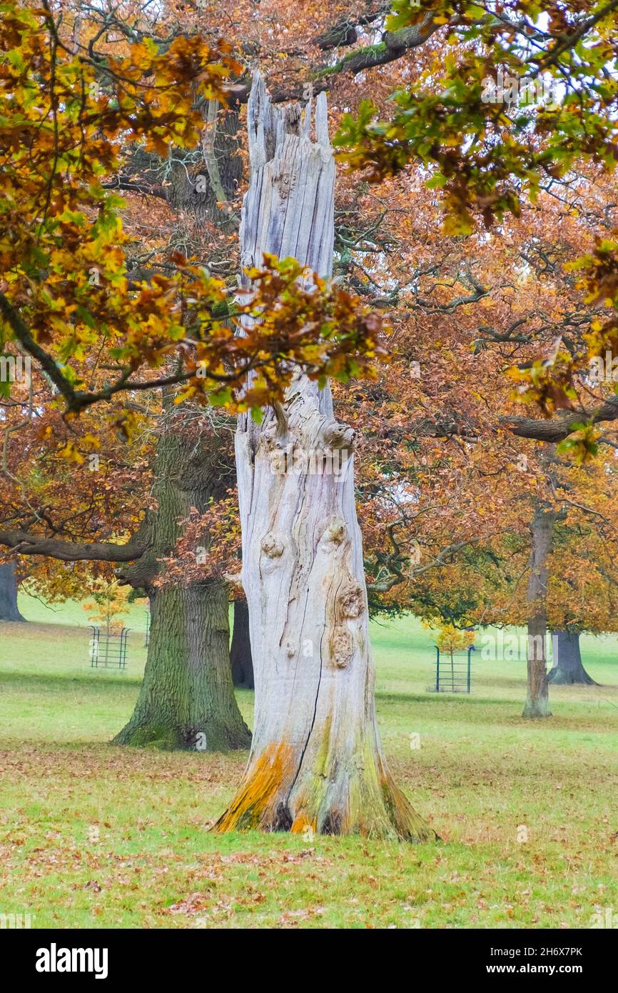 Scena autunnale dei boschi. Grigiastra di alberi morti che decadono in contrasto con ricchi colori autunnali che predicono la prossima stagione di rinnovamento. Woburn, Inghilterra. Foto Stock