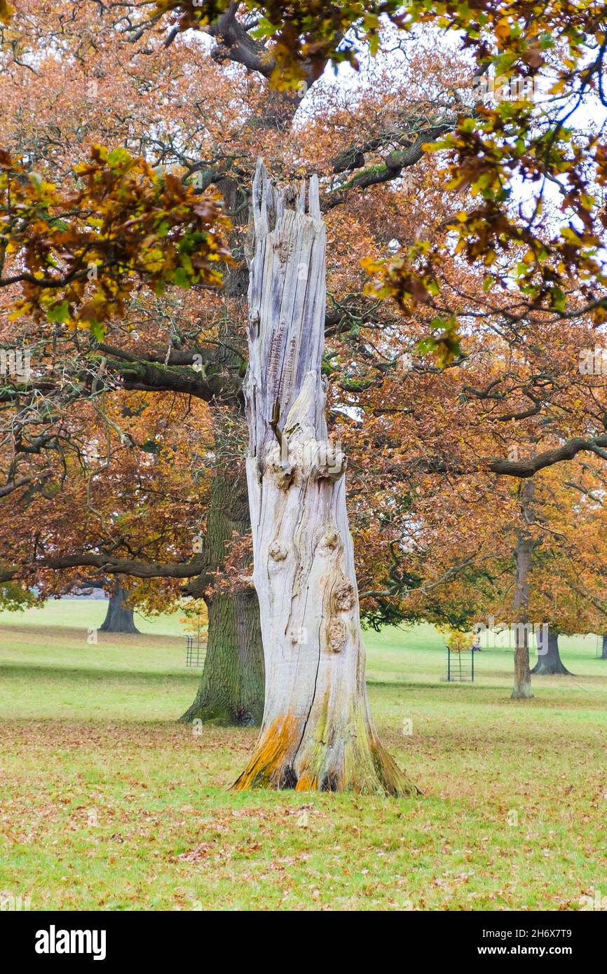 Scena autunnale dei boschi. Grigiastra di alberi morti che decadono in contrasto con ricchi colori autunnali che predicono la prossima stagione di rinnovamento. Woburn, Inghilterra. Foto Stock