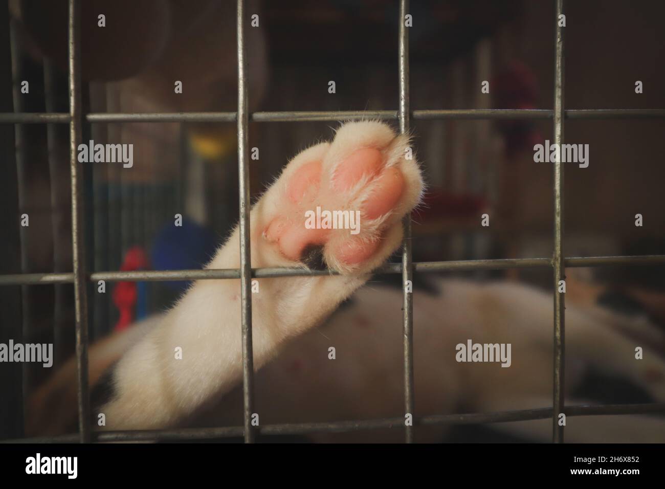 Una zampa di gatto salvata contro una gabbia che mostra il concetto di salvataggio degli animali, volontariato e speranza per gli animali randagi Foto Stock