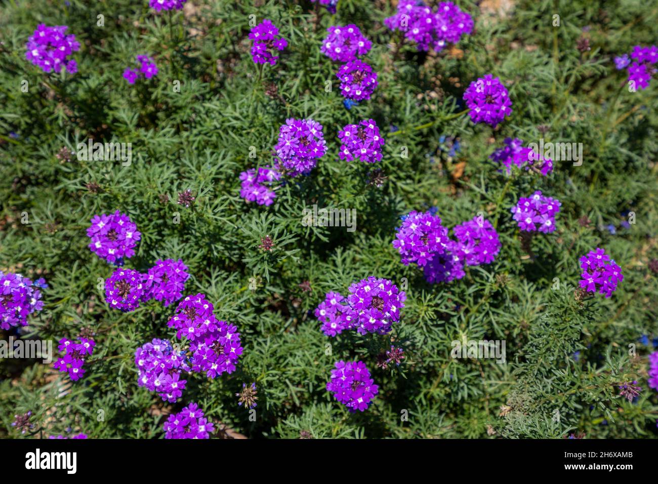 Fuoco selezionato su fiori selvatici viola in un campo Foto Stock