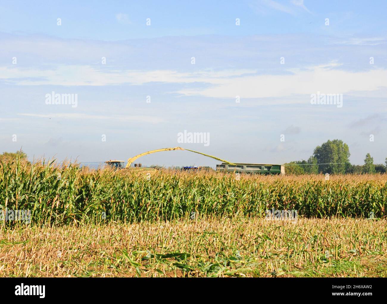 La trincia semovente sta facendo passare il foraggio sul trattore successivo nel rimorchio creando un nuovo cingolo sul campo. Foto Stock