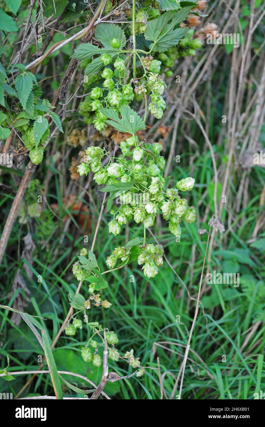 Luppolo che cresce selvaggio in una corsia di campagna. Foto Stock