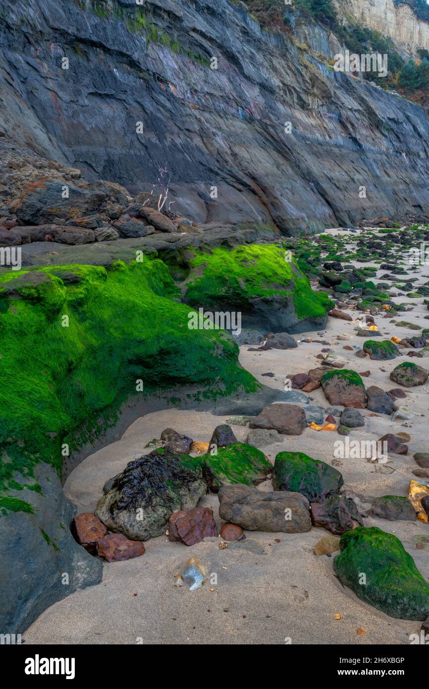 rocce ricoperte di alghe sulla costa dell'isola di wight, isola di wight mare astratto, scogliere generiche e rocce, mare generico Foto Stock