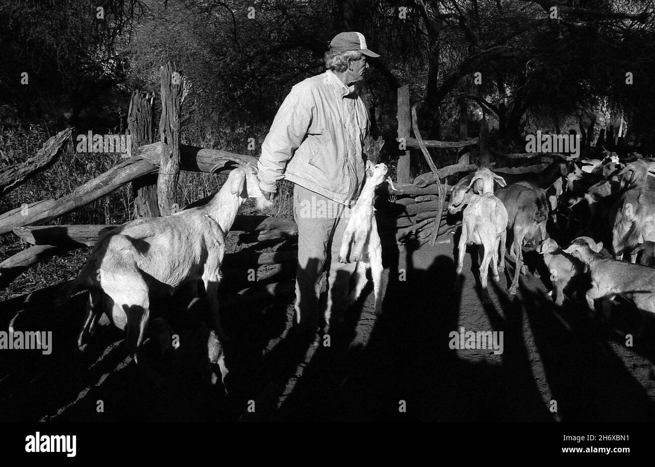 Un coltivatore con la sua mandria di bestiame. VINAL Pozo, Santiago del Estero, Argentina. Giugno 2009. Foto Stock