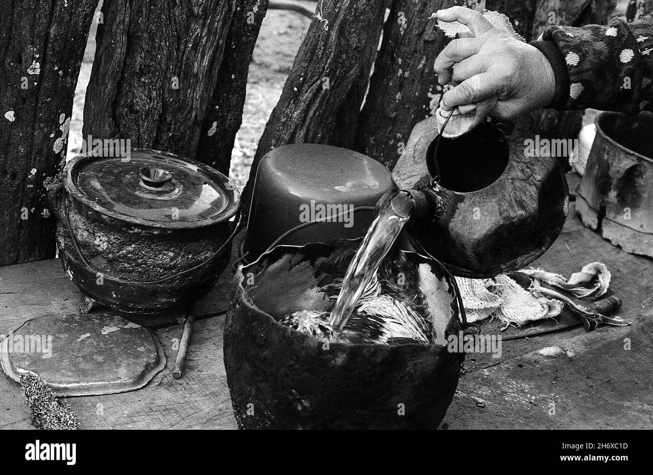 Preparazioni per cucinare un pollo. L'acqua bollita rende facile togliere le piume. VINAL Pozo, Santiago del Estero, Argentina. Giugno 2009. Foto Stock