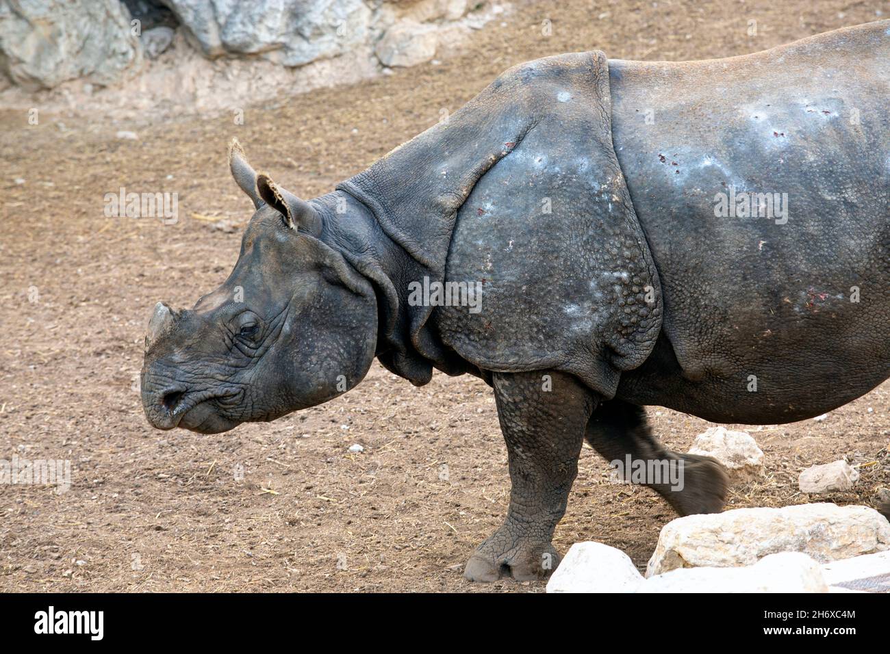 Foto di rinoceronte indiano rinoceros unicornis. Foto Stock