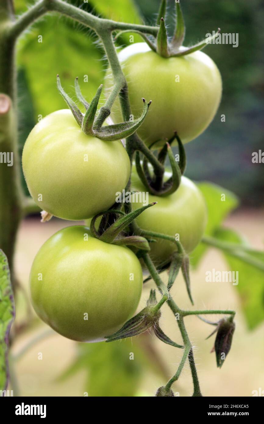 Pomodori verdi sulla vite Foto Stock