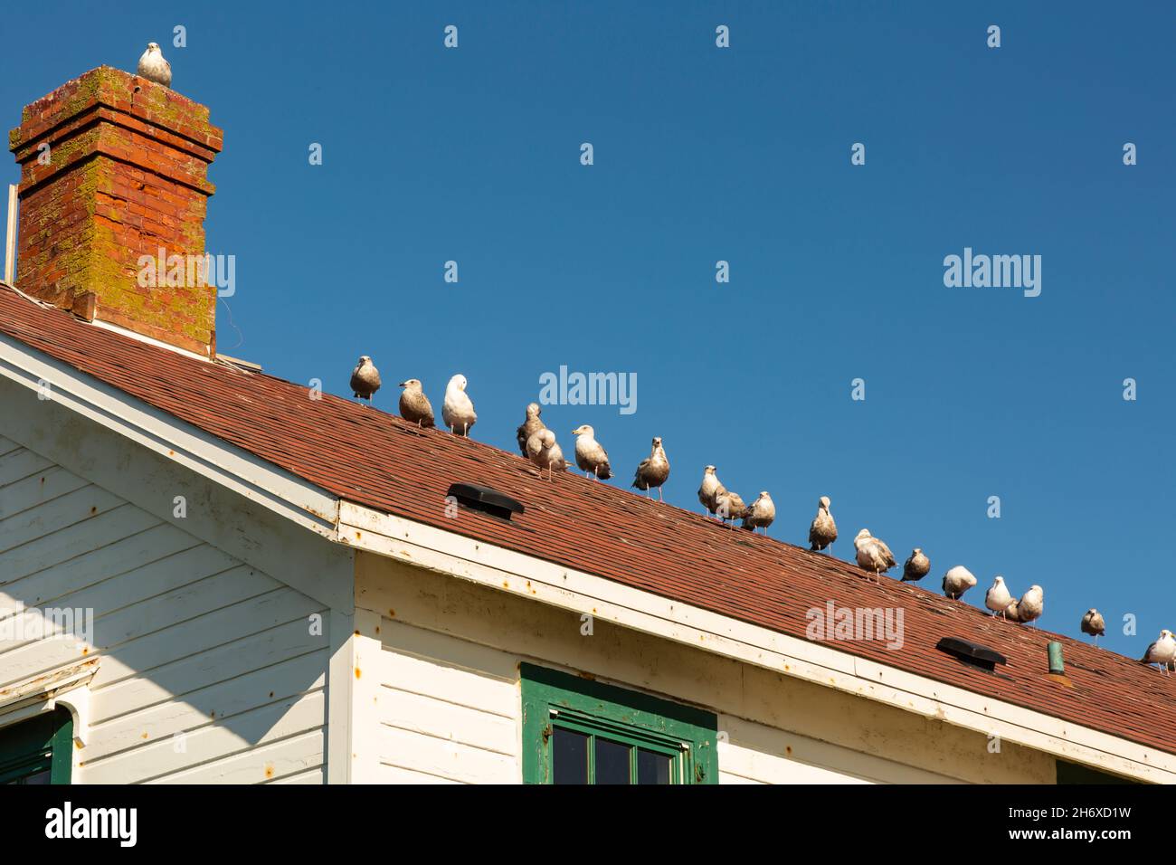 WA19782-00...WASHINGTON - Seagulls prendere il sole sul tetto della casa del custode ora chiusa del faro di Point Wilson, situato nel Fort Worden state Park. Foto Stock